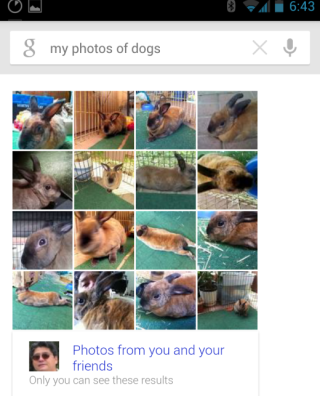 google_myphotosofdogs